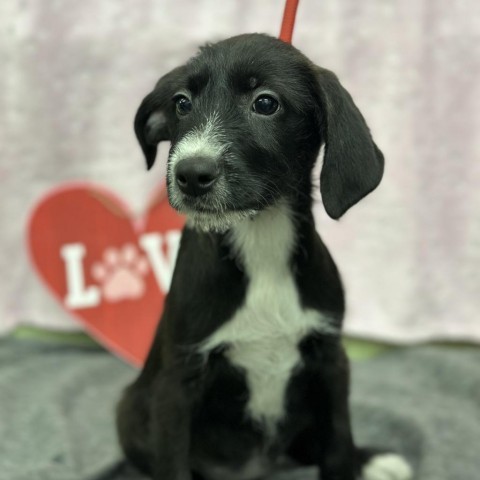 Davis Litter, an adoptable Cattle Dog & Poodle Mix in Corbin, KY_image-1
