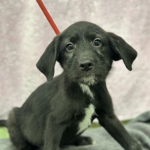 Davis Litter_4, an adoptable Cattle Dog & Poodle Mix in Corbin, KY_image-1