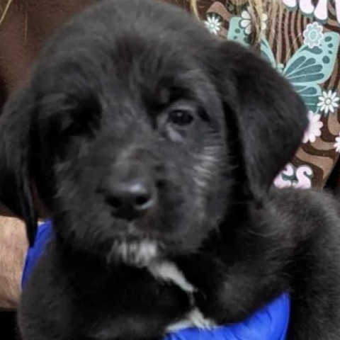 Davis Litter_4, an adoptable Cattle Dog & Poodle Mix in Corbin, KY_image-2