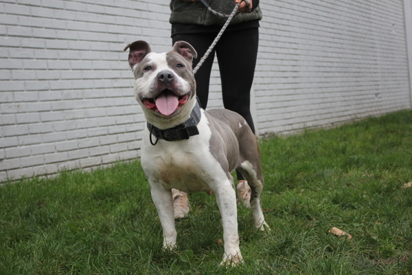 Caroline, an adoptable Pit Bull Terrier Mix in Tinton Falls, NJ_image-6