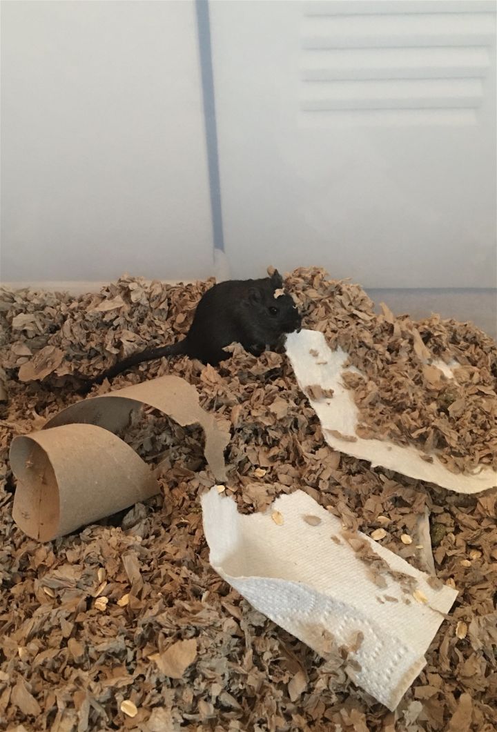Ivy, an adoptable Gerbil in Frederick, MD_image-1