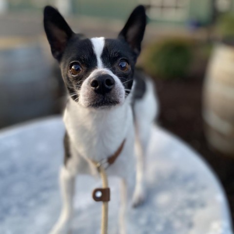 Chachi, an adoptable Chihuahua in Newberg, OR_image-1