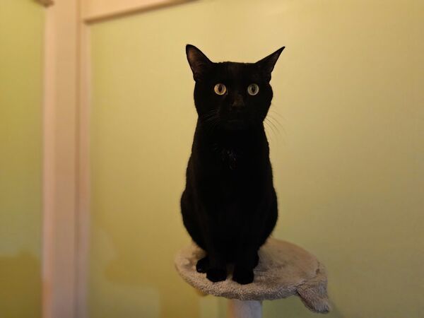 Sam, an adoptable Domestic Short Hair Mix in Poughkeepsie, NY_image-1