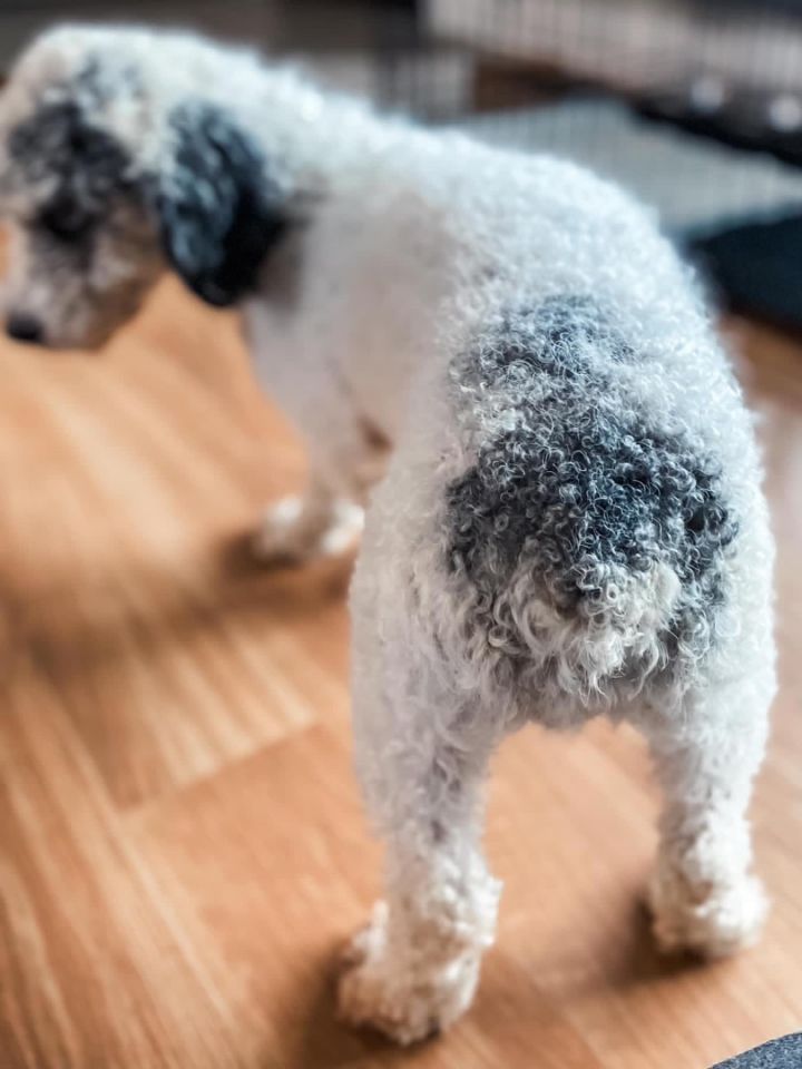 Winston, an adopted Miniature Poodle in Holly, MI_image-2