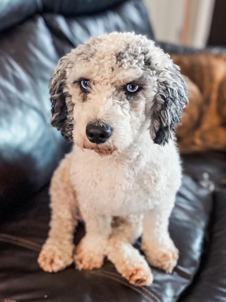 Winston, an adopted Miniature Poodle in Holly, MI_image-1