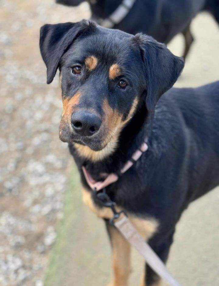 Delta , an adoptable Rottweiler Mix in Hillsboro, OR_image-1