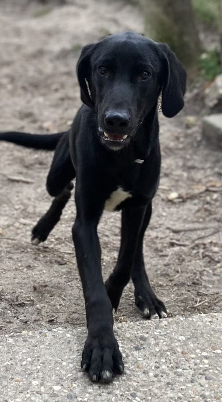 Pugsley, an adoptable Labrador Retriever & Hound Mix in Calverton, NY_image-3