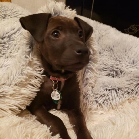 Mariah, an adoptable Pit Bull Terrier in Kittanning, PA_image-1