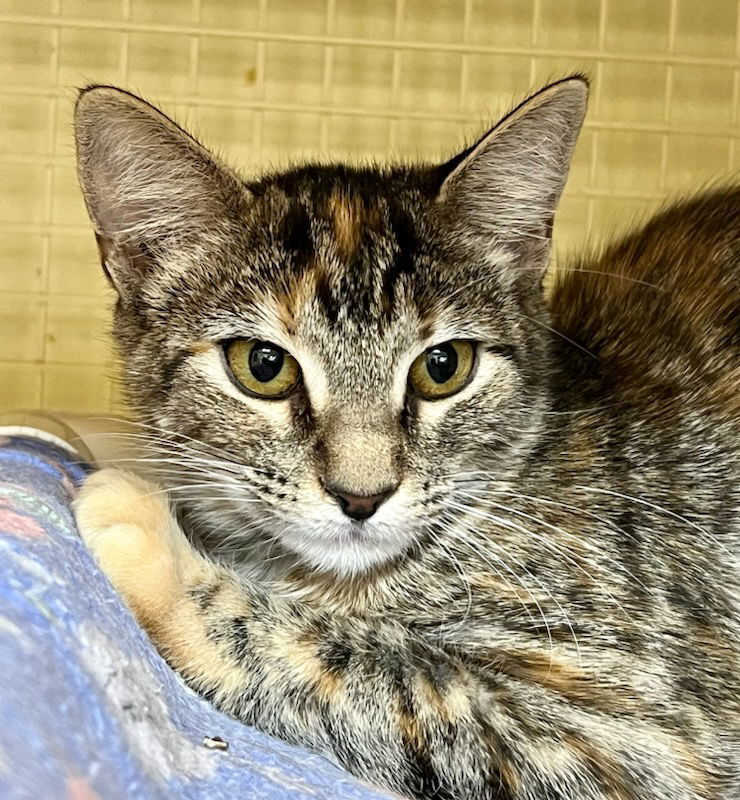 Annie S, an adoptable Torbie in Plano, TX, 75026 | Photo Image 1