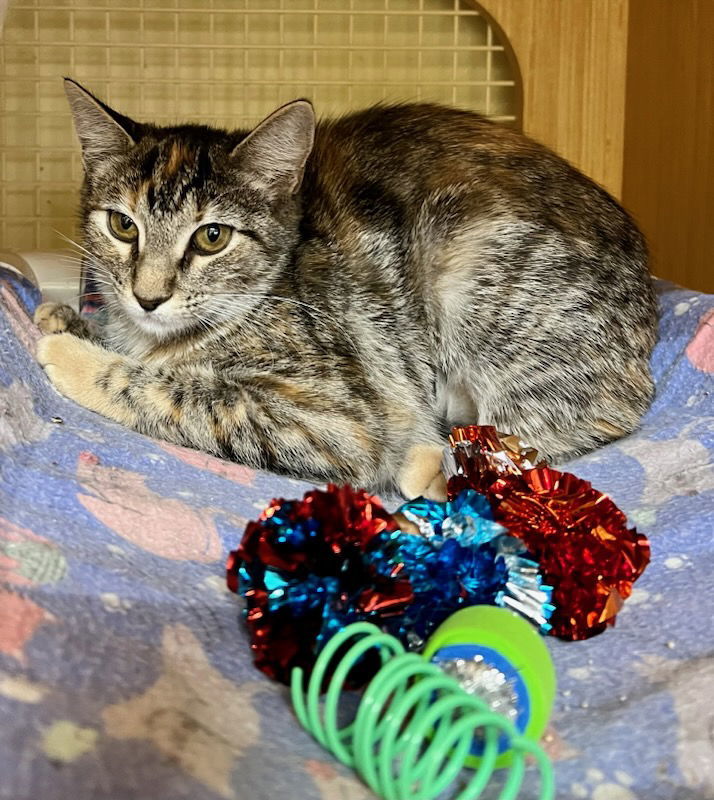 Annie S, an adoptable Torbie in Plano, TX, 75026 | Photo Image 2