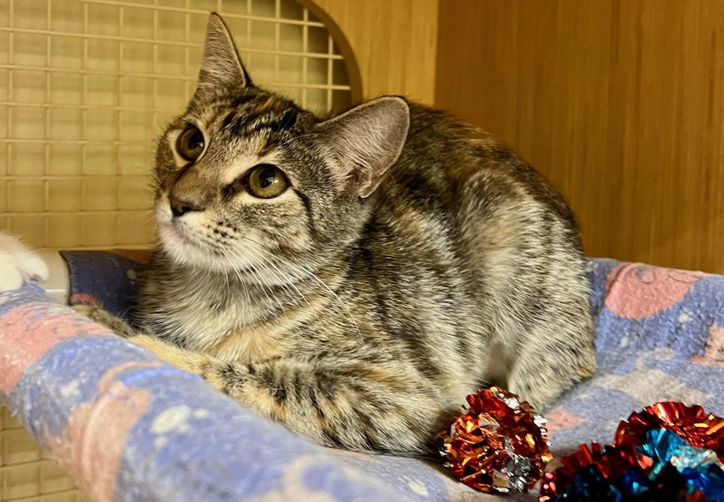 Annie S, an adoptable Torbie in Plano, TX, 75026 | Photo Image 3
