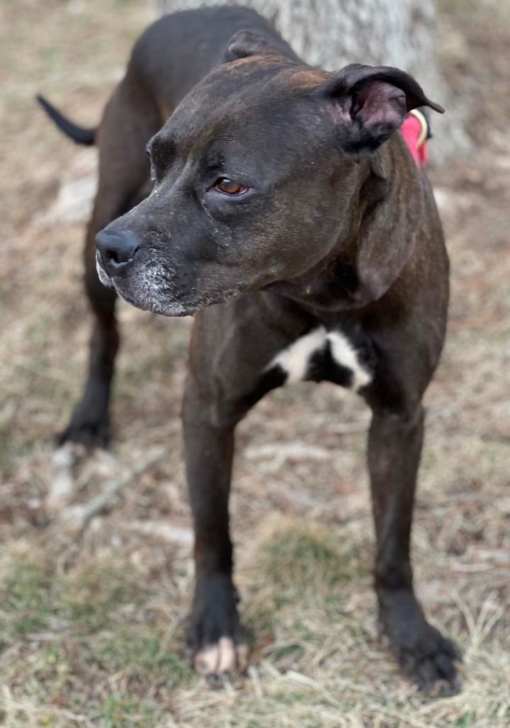 Sassy, an adoptable Pit Bull Terrier Mix in Springfield, IL_image-4