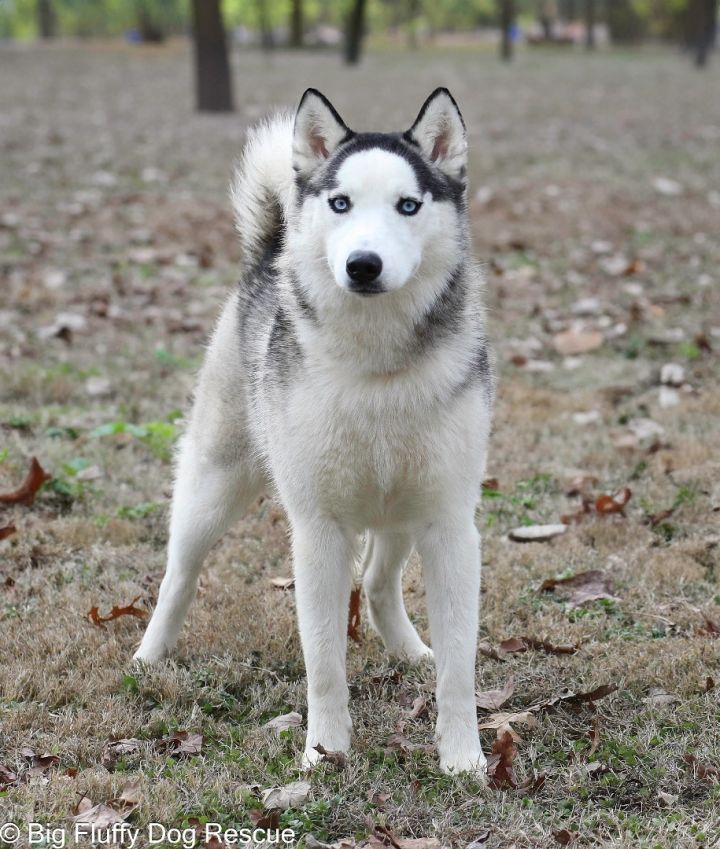 Sabrina, an adopted Siberian Husky in Nashville, TN_image-2