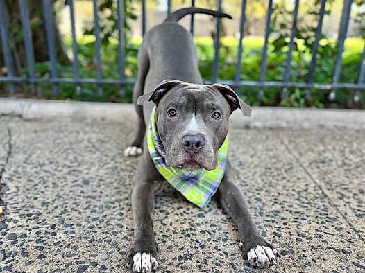 Garbanzo, an adoptable Pit Bull Terrier Mix in Smithtown, NY_image-4