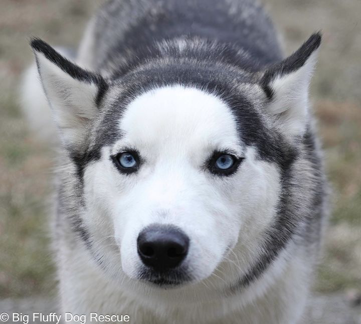 Sabrina, an adoptable Siberian Husky in Ashland, VA_image-1