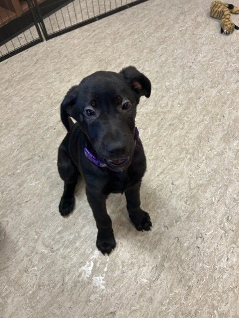 4 month store old lab mix