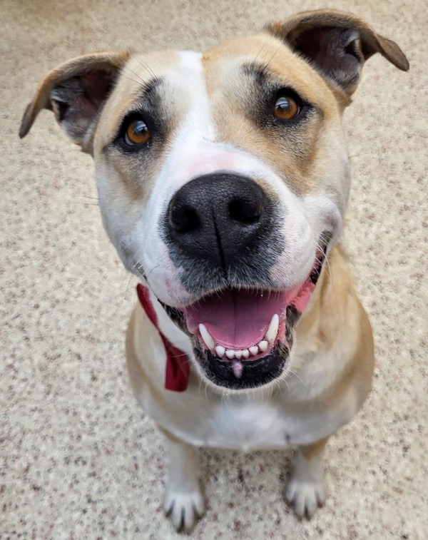 Stacy 40744, an adoptable American Bulldog in Pocatello, ID, 83205 | Photo Image 2