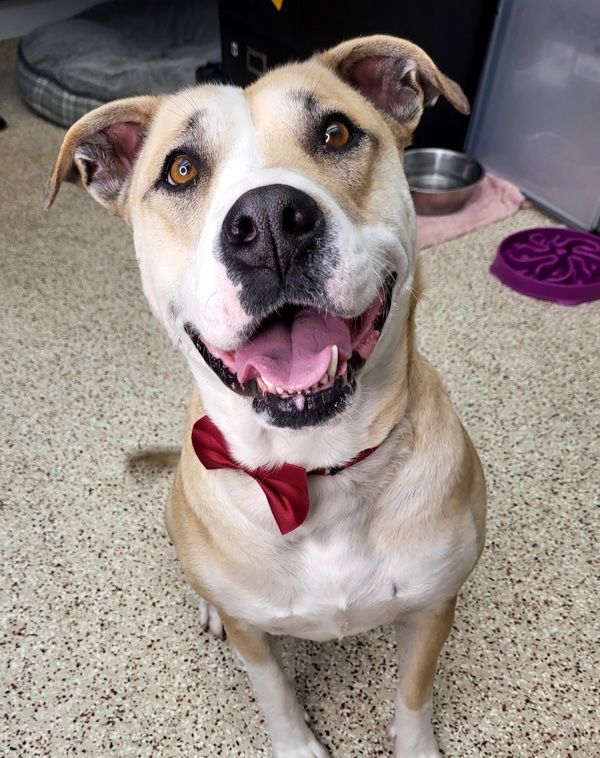 Stacy 40744, an adoptable American Bulldog in Pocatello, ID, 83205 | Photo Image 1