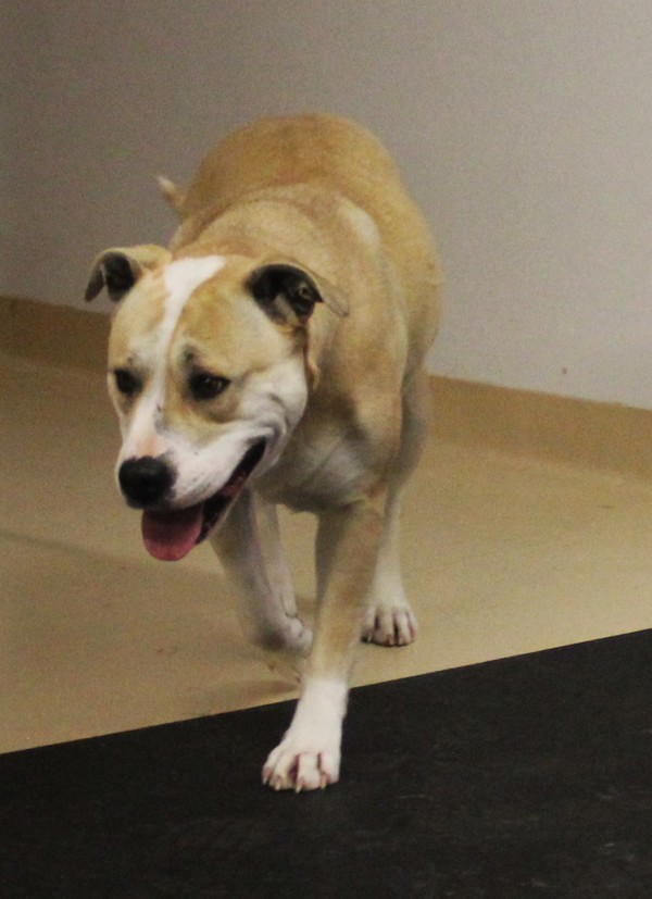 Stacy 40744, an adoptable American Bulldog in Pocatello, ID, 83205 | Photo Image 3