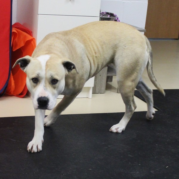 Stacy 40744, an adoptable American Bulldog in Pocatello, ID, 83205 | Photo Image 4