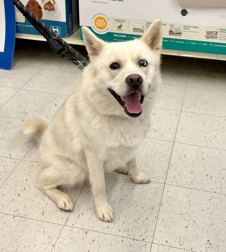 Siberian husky mixed with best sale american eskimo