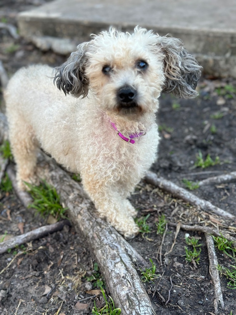 Giselle