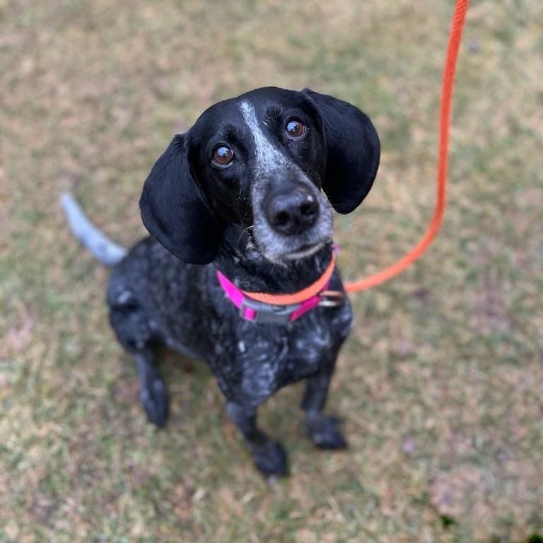 Bluetick best sale pointer mix