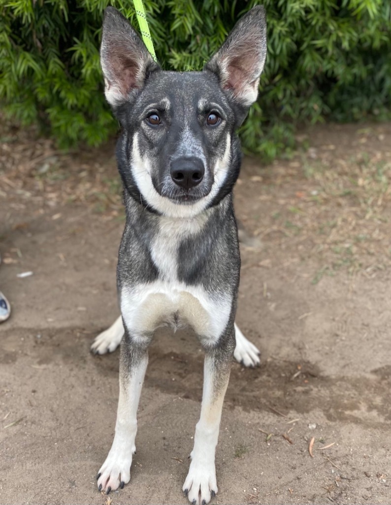 Chiffon, an adoptable Mixed Breed in Thousand Oaks, CA, 91360 | Photo Image 1