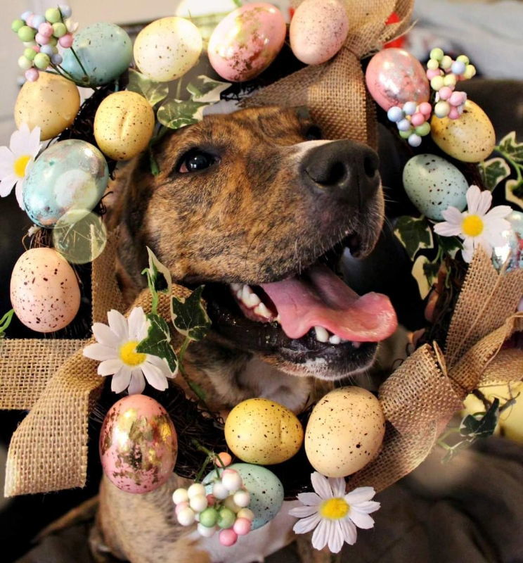 Susie Q, an adoptable Pit Bull Terrier in Du Quoin, IL, 62832 | Photo Image 1