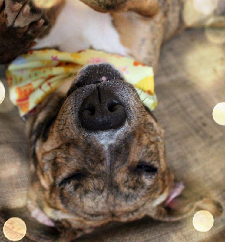 Susie Q, an adoptable Pit Bull Terrier in Du Quoin, IL, 62832 | Photo Image 3