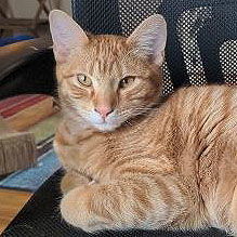 Dexter, an adoptable Domestic Short Hair in Laramie, WY, 82073 | Photo Image 1