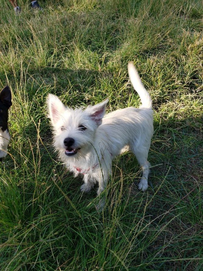 White terrier 2024 mix breeds