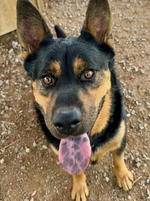 RANGO, an adoptable Mixed Breed in Santa Fe, NM, 87507 | Photo Image 1