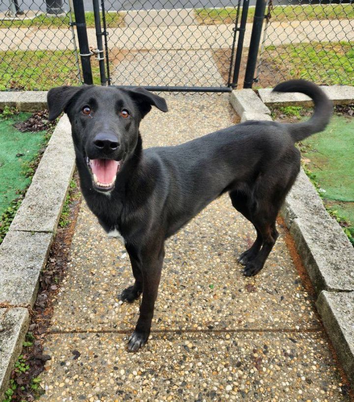 Dog for adoption - Tony, a Shepherd Mix in Perth Amboy, NJ | Petfinder