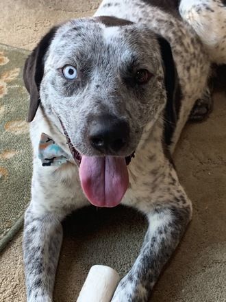 Blue merle labrador store retriever