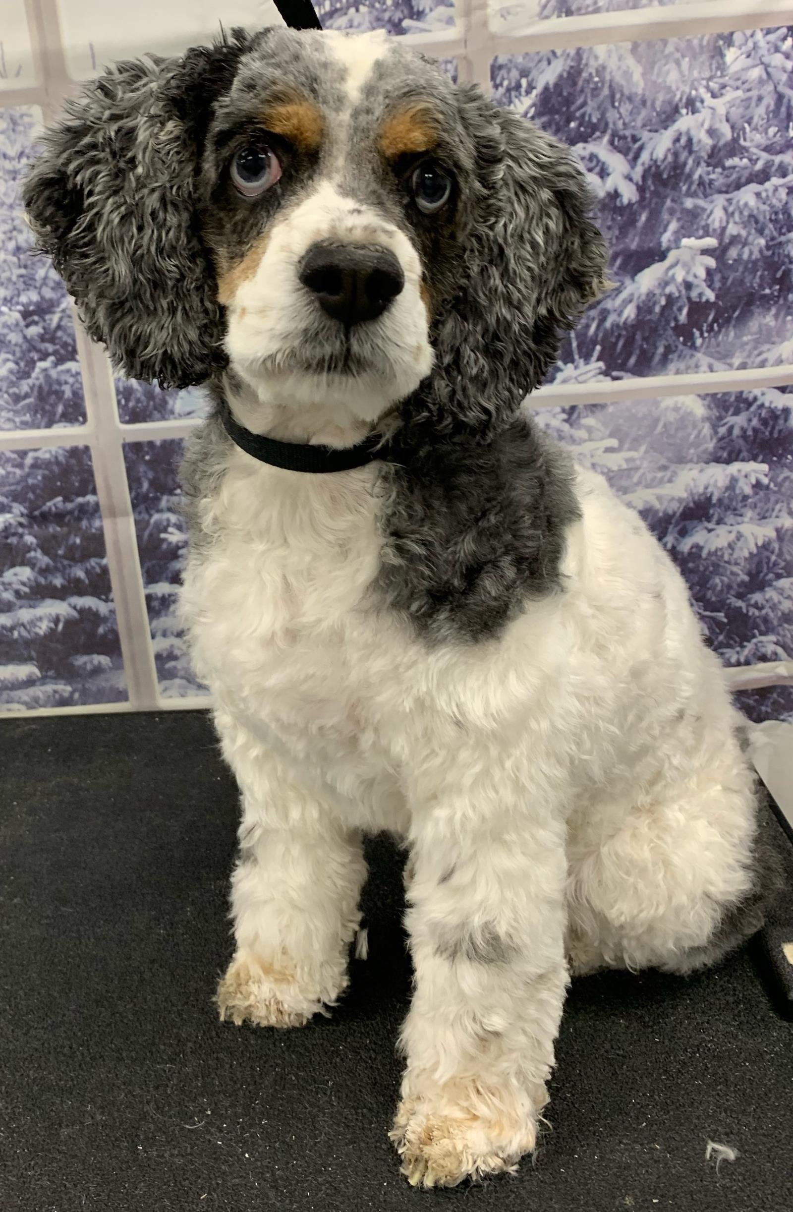 Charlotte, an adoptable Cockapoo in Westminster, MD, 21158 | Photo Image 1