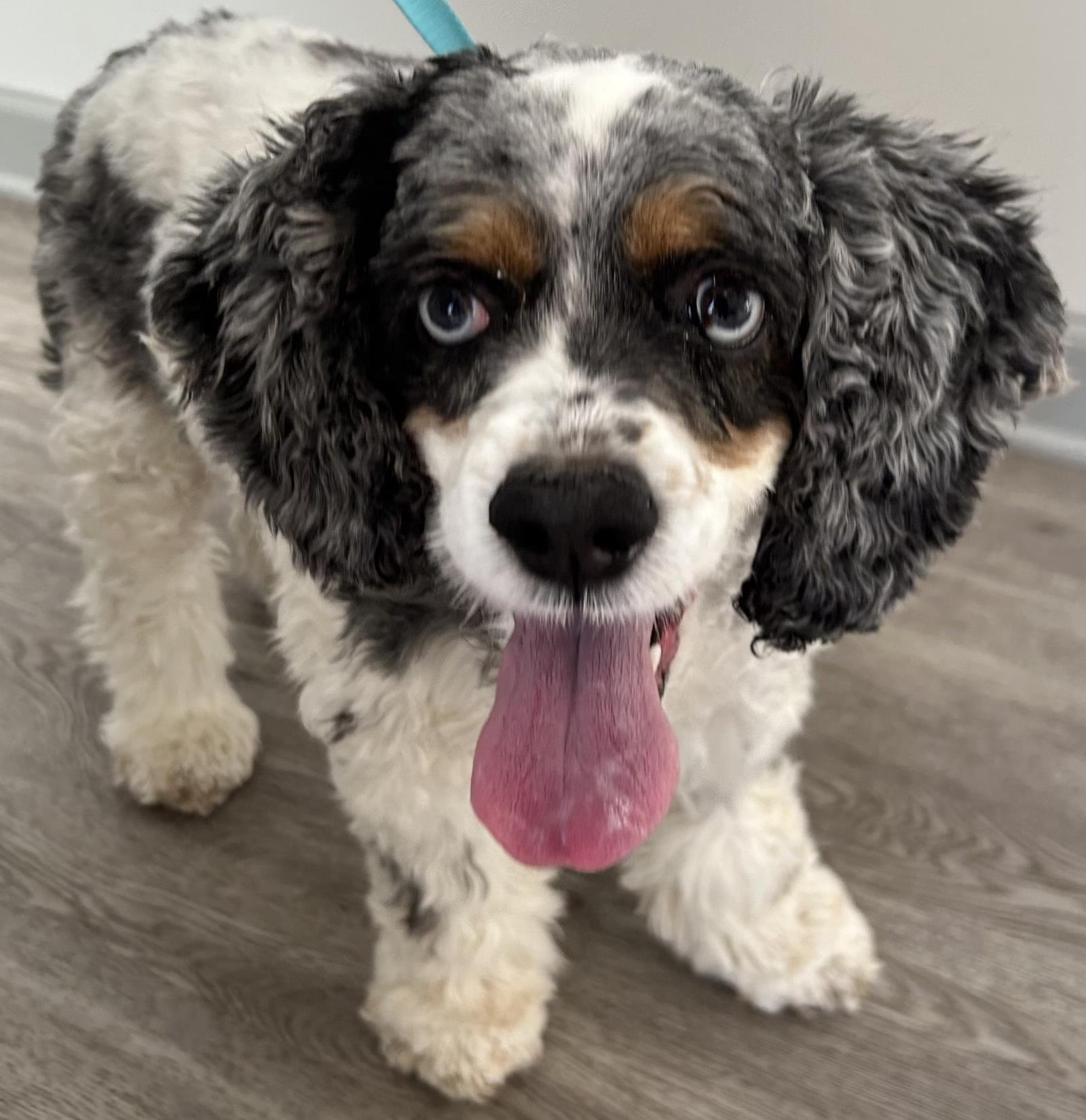 Charlotte, an adoptable Cockapoo in Westminster, MD, 21158 | Photo Image 2