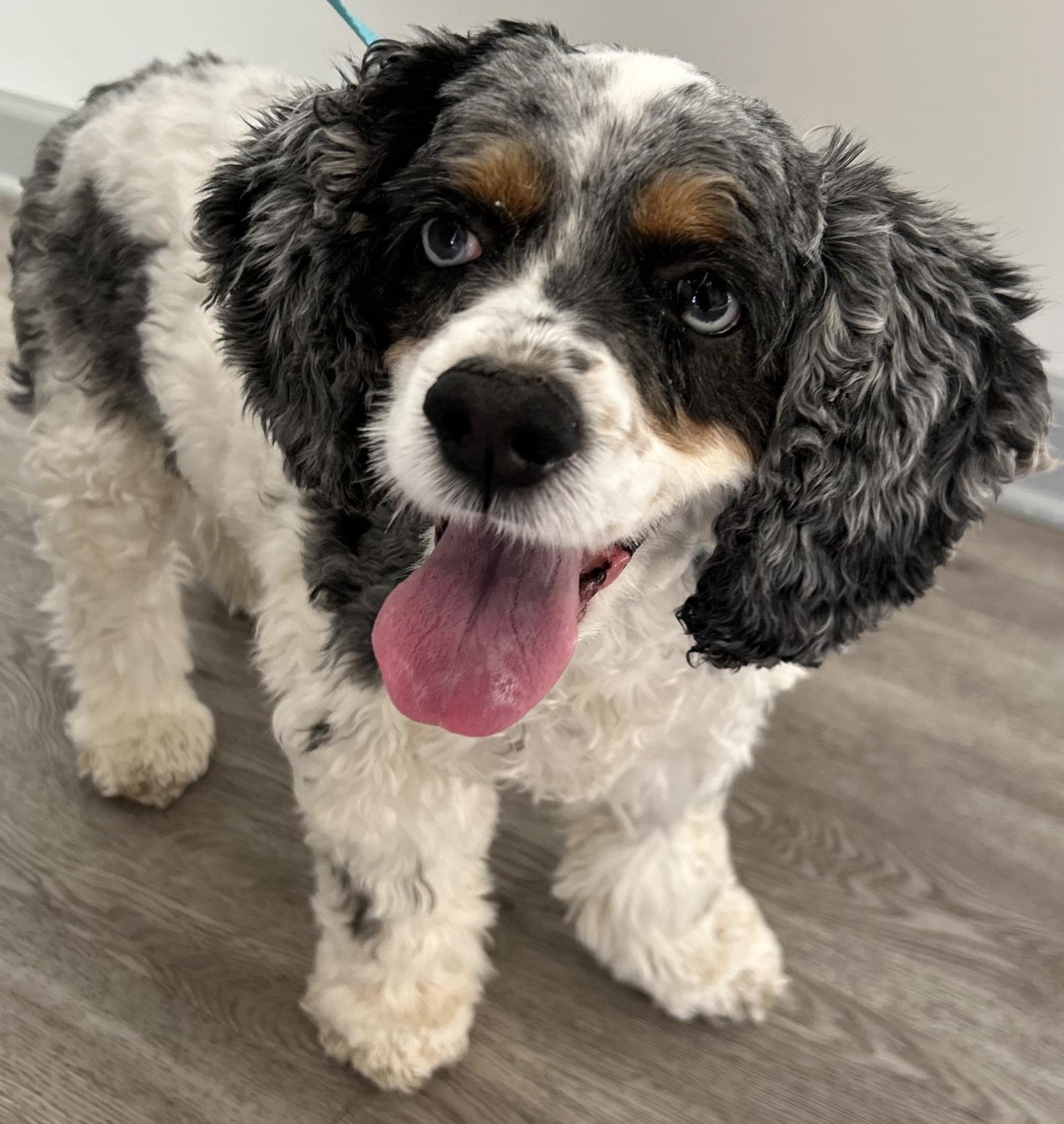 Charlotte, an adoptable Cockapoo in Westminster, MD, 21158 | Photo Image 3