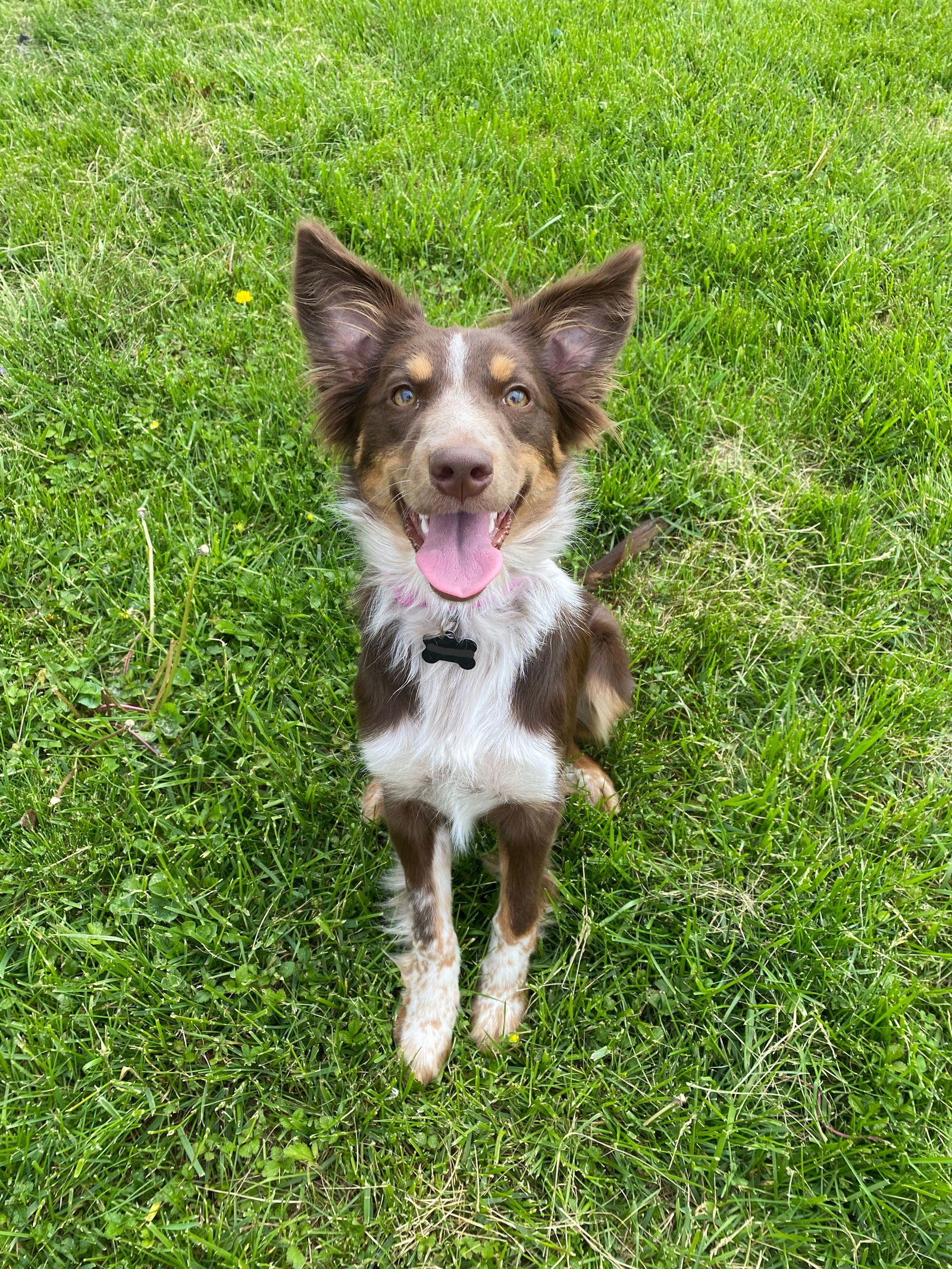 Dog for adoption - Calypso, an Australian Shepherd in Florence, KY