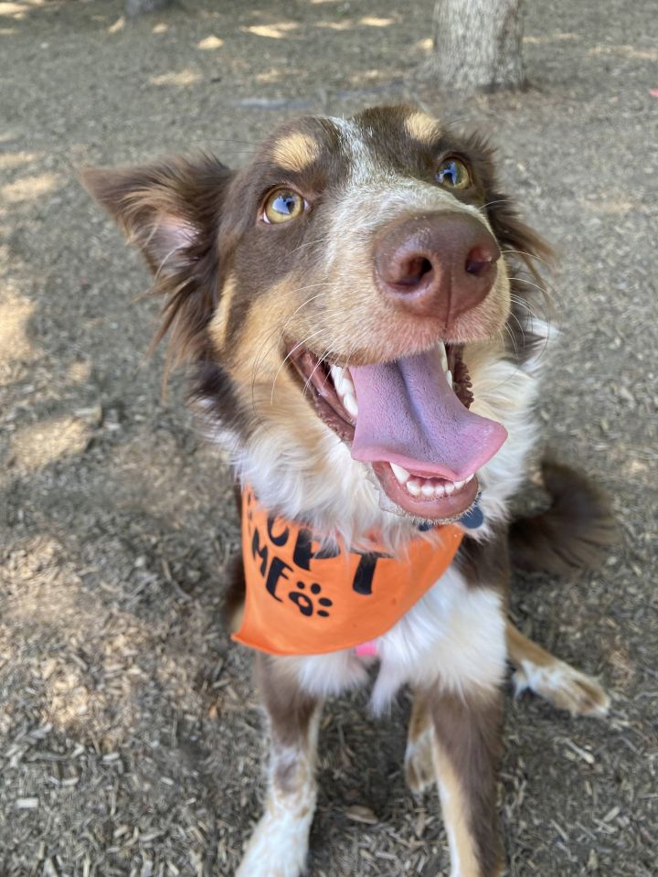 Dog for adoption Calypso, an Australian Shepherd in Florence, KY