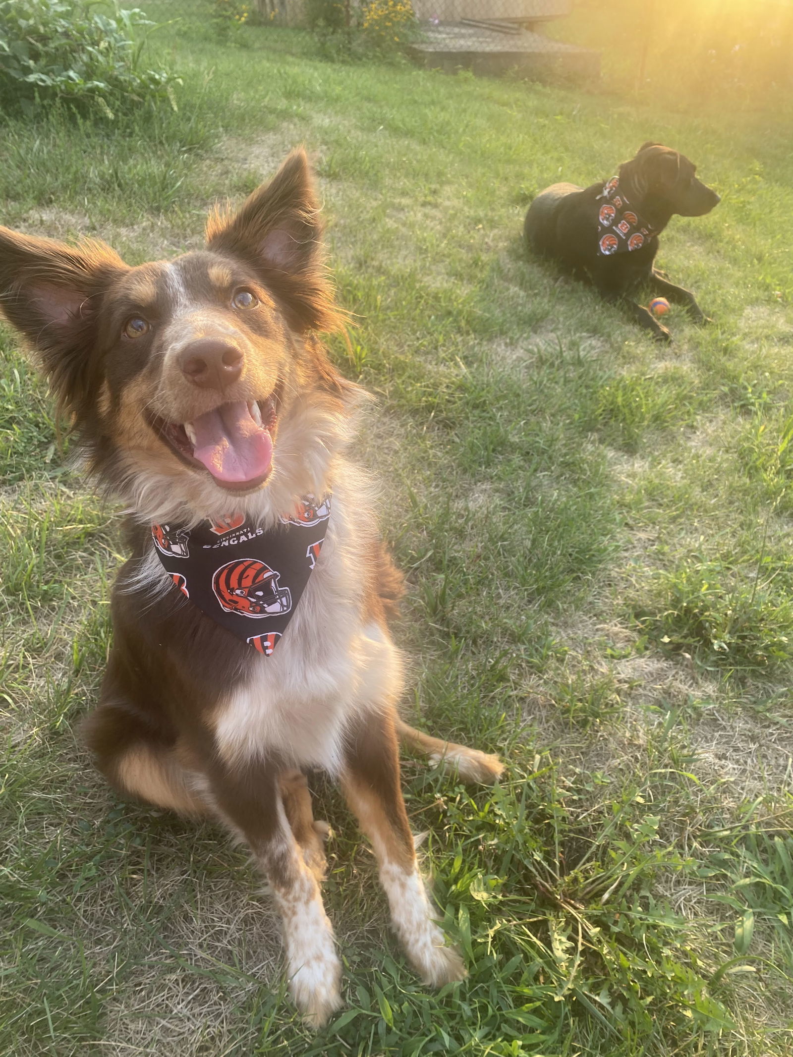 Calypso, an adoptable Australian Shepherd in Florence, KY, 41022 | Photo Image 3