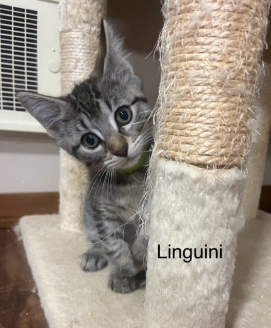 Linguini - LJ/LE 3