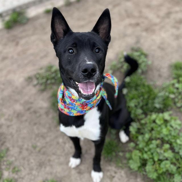 BADGER, an adoptable Collie, Mixed Breed in Modesto, CA, 95354 | Photo Image 1