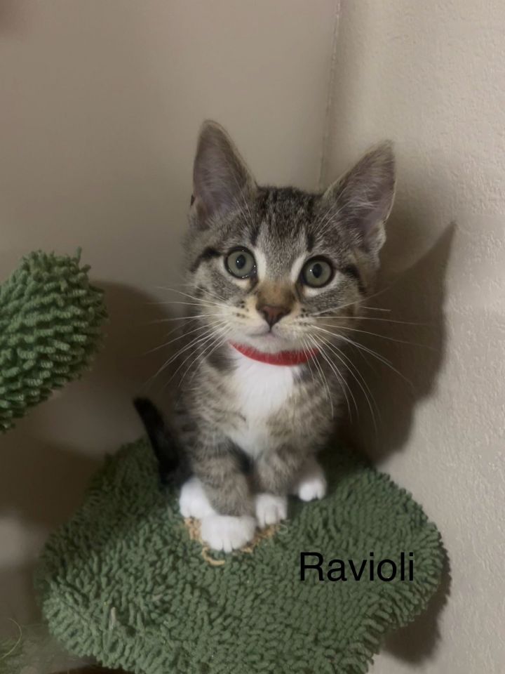 Ravioli - LJ/LE 3