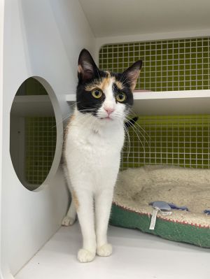 Girlfriend, Adult Female Calico