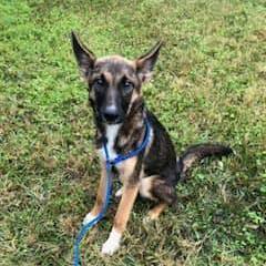 German shepherd puppies for sale sale in rochester mn