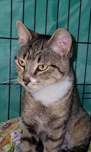 Hello Kennedy This sweet and affectionate girl is a purr-monster She is more than content to sit 