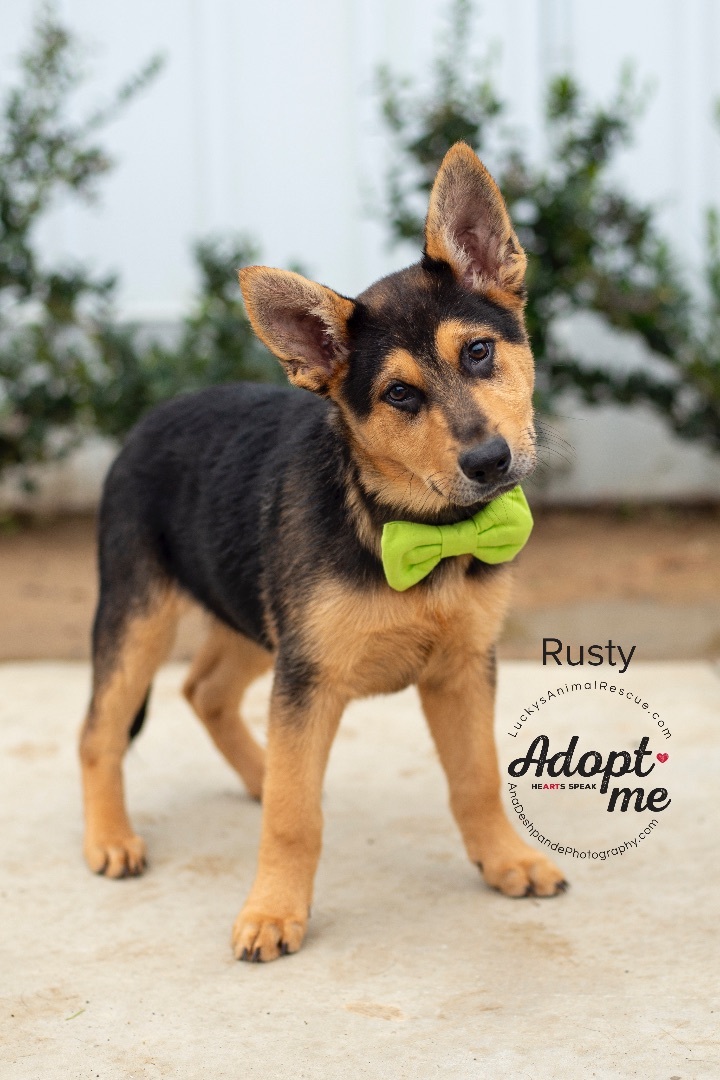 Rusty, an adoptable German Shepherd Dog, Mixed Breed in Bakersfield, CA, 93308 | Photo Image 1