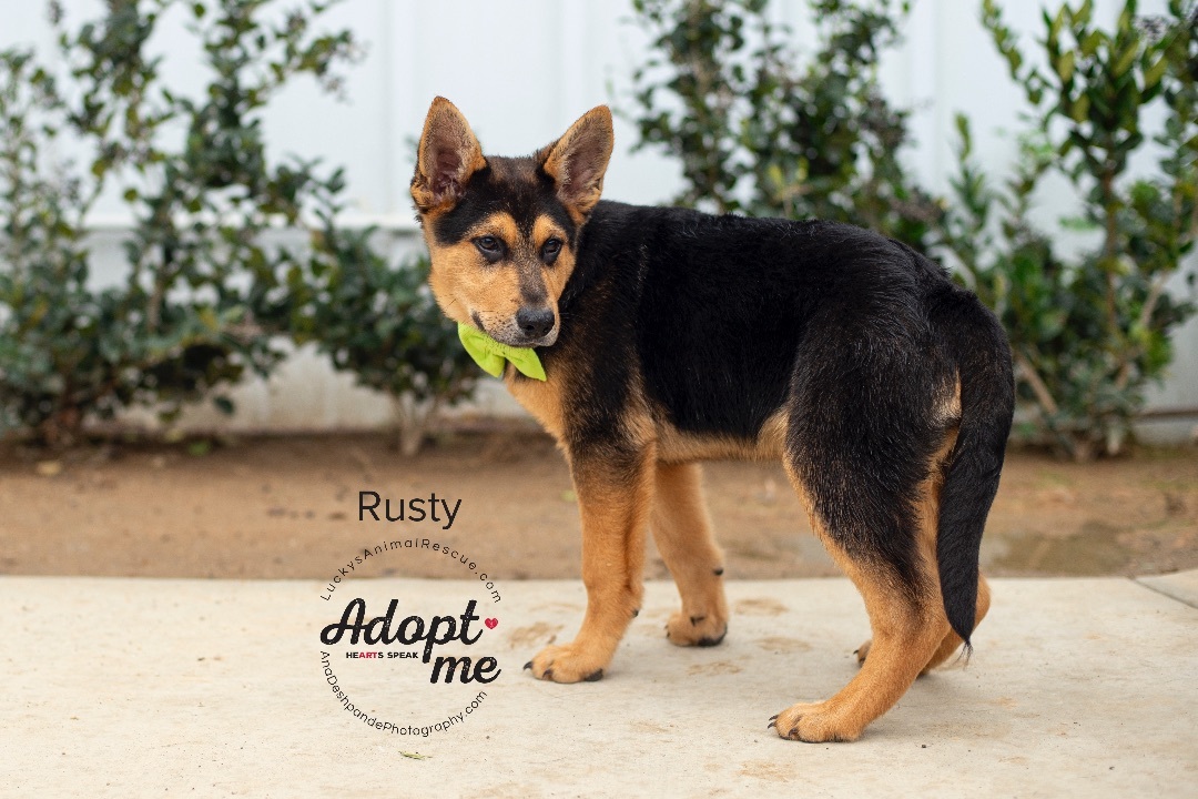 Rusty, an adoptable German Shepherd Dog, Mixed Breed in Bakersfield, CA, 93308 | Photo Image 2