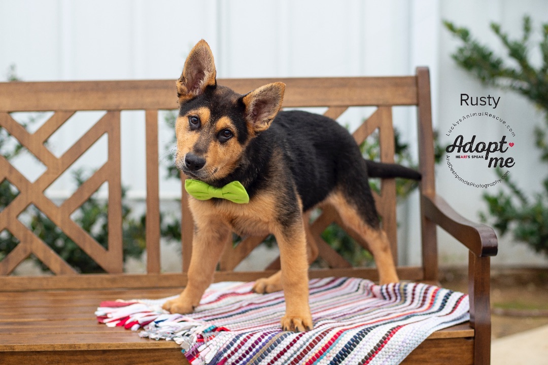 Rusty, an adoptable German Shepherd Dog, Mixed Breed in Bakersfield, CA, 93308 | Photo Image 3